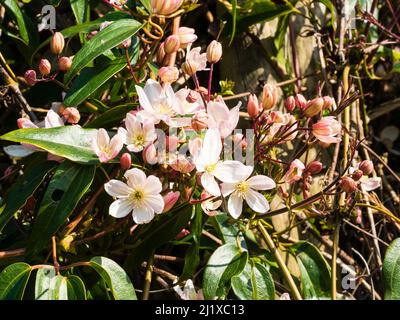 Bourgeons roses et fleurs blanches du grimpeur robuste à fleurs du début du printemps, Clematis armandii 'Apple Blossom' Banque D'Images