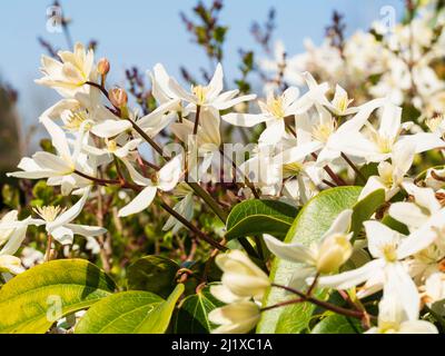 Fleurs de printemps blanches de la Clématis armandii, un grimpeur parfumé à l'évergreen Banque D'Images