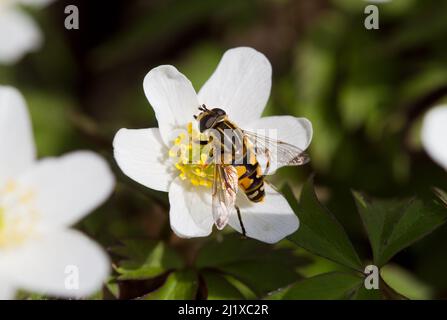 Survoler sur les étamines de fleur d'anémone de bois Banque D'Images