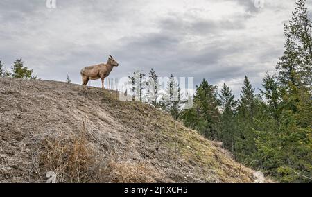 Mouflon d'Amérique (Ovis canadensis) debout sur une crête près de Radium, Colombie-Britannique, Canada Banque D'Images