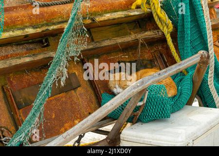 Magnifique chat tabby dormant confortablement sur un filet de pêche sur un vieux bateau. Banque D'Images