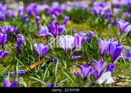 De beaux crocus pourpres fleurissent dans le jardin de printemps. Banque D'Images