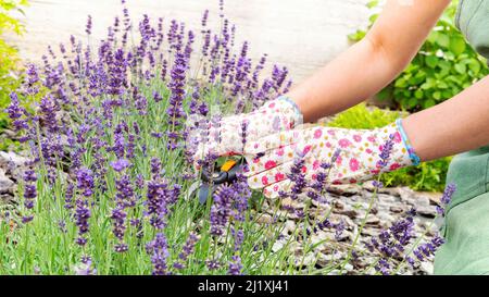 Cultiver et prendre soin de la lavande française. Les mains d'un jardinier en gants coupent les inflorescences de lavande à l'aide d'un gros plan. Soin et culture de Fren Banque D'Images