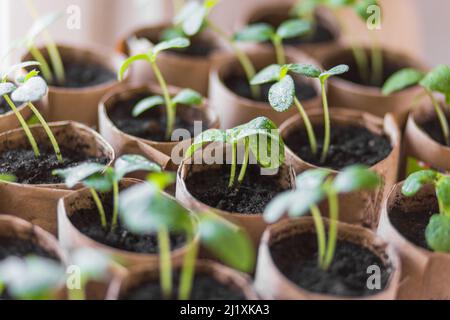 La plante verte s'éverne avec des gouttes de rosée après l'arrosage. Banque D'Images