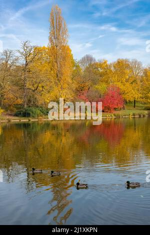 Canards colverts, oiseaux nageant sur le lac de Vincennes en automne, avec reflet des arbres Banque D'Images