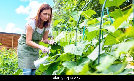 Une femme jardinière dans un tablier et des gants arrose les lits avec des légumes. Prendre soin des plantes de concombre dans le potager de la maison. Arrosage des plantes duri Banque D'Images