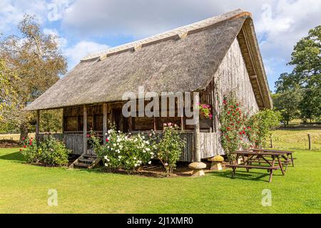 Des roses qui poussent sur le pavillon de cricket en bois, de chaume, se sont élevées sur des pierres à cheval dans le village de Stanway, Gloucestershire, Angleterre Banque D'Images