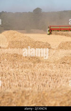 Un harvetser la moissonneuse-batteuse en fin d'après-midi début de soirée la récolte la récolte de la lumière dans un endroit sec et poussiéreux, champ de l'agriculteur dans le Cotswoldds, UK. Banque D'Images