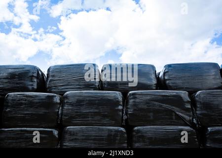 De grandes balles de paille enveloppées de plastique noir se trouvent dans une grande pile dans un champ de ferme. Banque D'Images