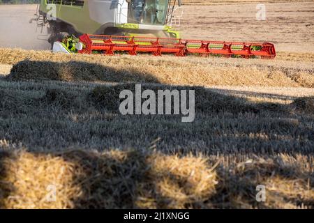 Un harvetser la moissonneuse-batteuse en fin d'après-midi début de soirée la récolte la récolte de la lumière dans un endroit sec et poussiéreux, champ de l'agriculteur dans le Cotswoldds, UK. Banque D'Images