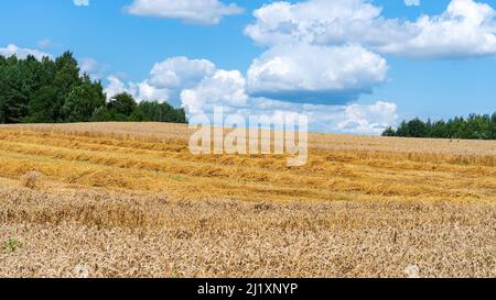 Un champ de blé mûr contre le ciel bleu et la forêt. Culture de céréales dans les champs d'une ferme écologique. Paysage d'été dans un style rustique. Blanc énorme Banque D'Images