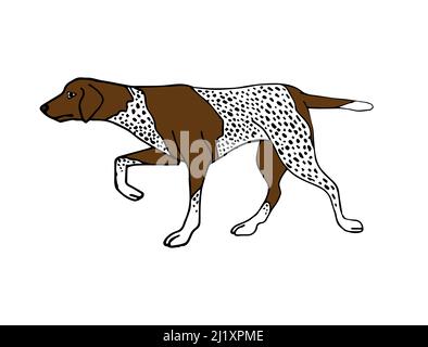 Chien de chasse kurtshaar à dessin manuel vectoriel isolé sur fond blanc Illustration de Vecteur
