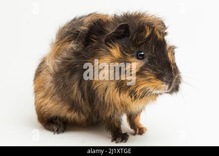 mignon cobaye isolé sur fond blanc Banque D'Images