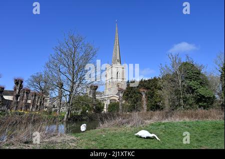 L'église St John's, située dans la ville de Burford, dans le Oxfordshire, se trouve sur les rives de la rivière Windrush. Deux cygnes s'empaissent sur la rive Banque D'Images