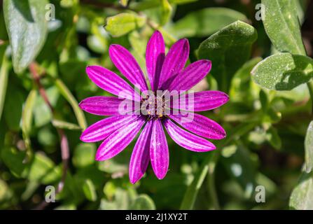 Pâquerette d'Afrique pourpre, Osteospermum est un genre de plantes à fleurs appartenant aux Calendulae, une des plus petites tribus du tournesol, Daisy famil Banque D'Images