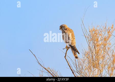 Faucon crécerelle (Falco tinnunculus) perché sur une branche Banque D'Images