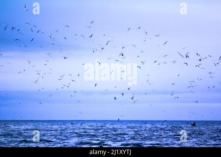 guillemot de Brunnich (Uria lomvia) nagez dans la mer de Barents près du lieu de nidification et beaucoup de seagulles (tartre (Rissa tridactyla) dans le ciel près du bi Banque D'Images