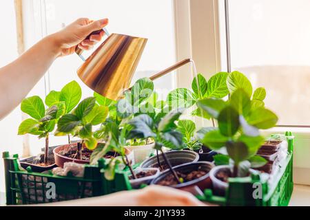 Arrosage des boutures d'hortensias avec arrosoir. Hortensias de bigLEAF croissant sur le rebord de la fenêtre. Jardinage à la maison Banque D'Images