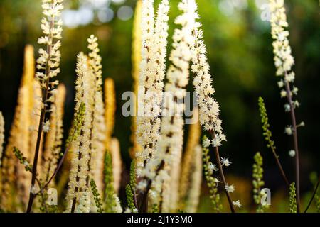 Fleurs blanches de Veronicastrum sur fond vert de jardin Banque D'Images