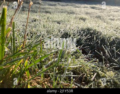 neige et givre sur les lames de l'herbe Banque D'Images