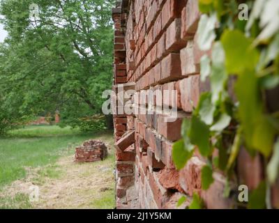 Une brique rouge a partiellement détruit le mur du bâtiment avec un arbre vert en arrière-plan Banque D'Images
