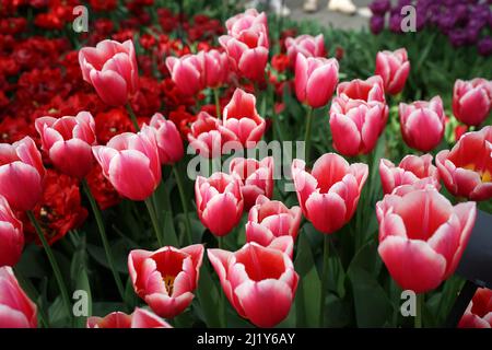 Cultivar de tulipe rouge et blanc « Eurotopper ». Ces tulipes se situent entre les tulipes rouge profond et violet Banque D'Images