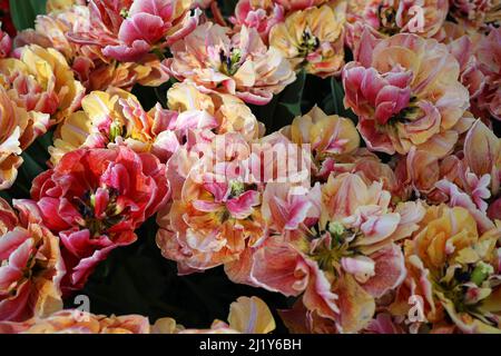Belle tulipe double multicolore tôt appelé Verona Sunrise Banque D'Images
