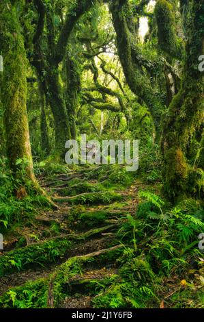 Chemin à travers la forêt mystérieuse avec des arbres couverts de mousse, fougères et racines dans la forêt dite de gobelin sur le mont Taranaki, Île du Nord, Nouvelle-Zélande Banque D'Images