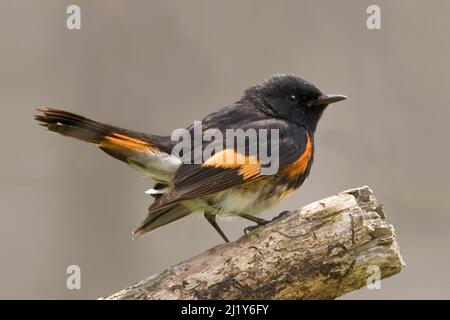 Un petit Redstart américain, Setophaga ruticilla, vue rapprochée Banque D'Images