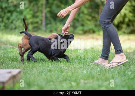 Labrador Retriever et les chiots belges malinois jouant dans l'herbe avec leur propriétaire les labelant. Banque D'Images