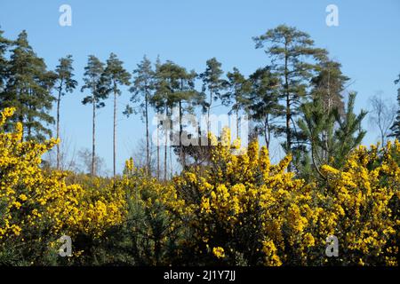 Gorse commune qui pousse sur la lande dans le sud de l'Angleterre. Banque D'Images