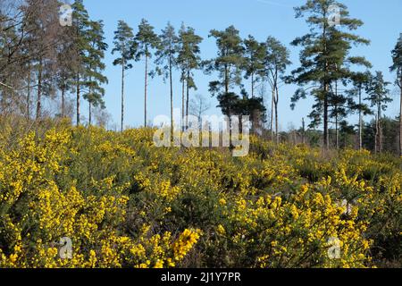 Gorse commune qui pousse sur la lande dans le sud de l'Angleterre. Banque D'Images