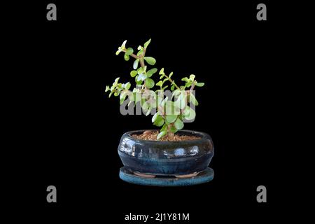 Portulacaria afla bonsai sur fond sombre, l'arbre d'argent planté dans un pot en céramique Banque D'Images