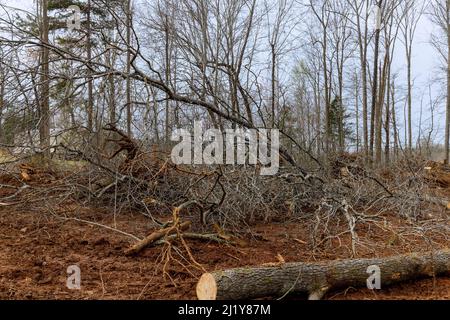 Arbres hachés et empilés avec préparation défrichement terrain nouvelle construction résidentielle Banque D'Images