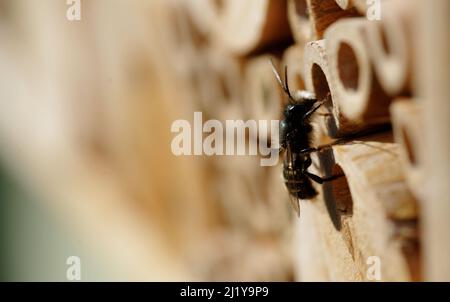 Gros plan d'une abeille sauvage Banque D'Images