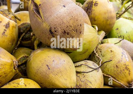 Une pile de noix de coco tropicales brutes en gros plan avec une mise au point sélective Banque D'Images