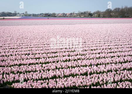 Différentes couleurs de jacinthes (jacinthus orientalis), en rangées nettes au début du printemps dans les champs de fleurs hollandais autour de Lisse aux pays-Bas. Banque D'Images