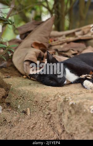 Chat noir couchage Banque D'Images