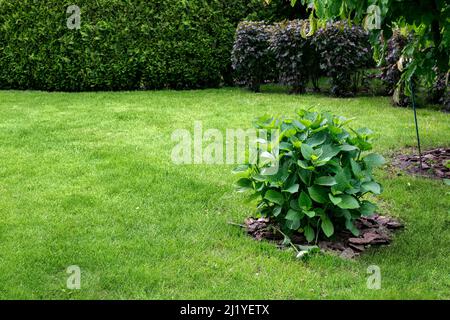 brousse à feuilles caduques vertes dans le jardin de l'arrière-cour, parc paysagé avec des plantes de paillage avec pelouse de gazon avec haie de thuja sur le printemps parc écologique thème b Banque D'Images