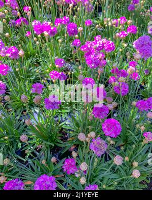 Armeria maritima, le thrift, thrift de mer ou rose de mer, une plante à fleurs avec de belles fleurs roses de près Banque D'Images