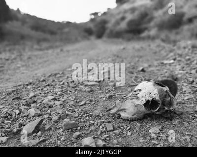 Gros plan noir et blanc d'un crâne animal sur une route rocheuse en haut de la colline Banque D'Images