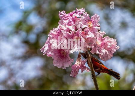 Nourrine de tanager à dos cramoisi des fleurs d'un arbre rosea de Tabebuia Banque D'Images