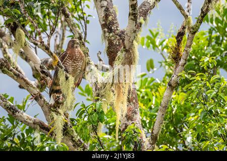 Large faucon ailé perché sur un arbre Banque D'Images