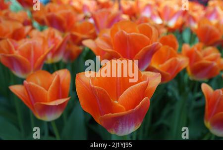 Belle tulipe orange de Triumph appelée 'Sunrise Dynasty' Banque D'Images