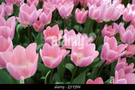 Belle tulipe hybride rose de darwin appelée « lumière et rêve » Banque D'Images