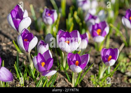 De jeunes fleurs de crocus pourpres fleurissent dans le jardin du début du printemps. Banque D'Images