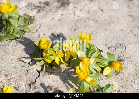 Les fleurs aconites hivernales fleurissent dans le jardin du début du printemps. Banque D'Images