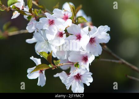 Gros plan de Fuji Cherry Blossoms , Prunus Incisa Banque D'Images