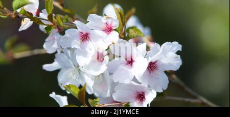 Gros plan de Fuji Cherry Blossoms , Prunus Incisa Banque D'Images