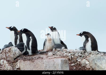 manchot gentoo (Pygoscelis papouasie) transportant une pierre vers son nid Damey point, Antarctique Banque D'Images